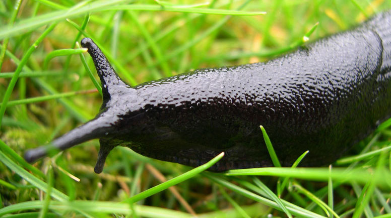 Black-Slug-On-Lawn-Grass-000004234475_Medium - Copy.jpg