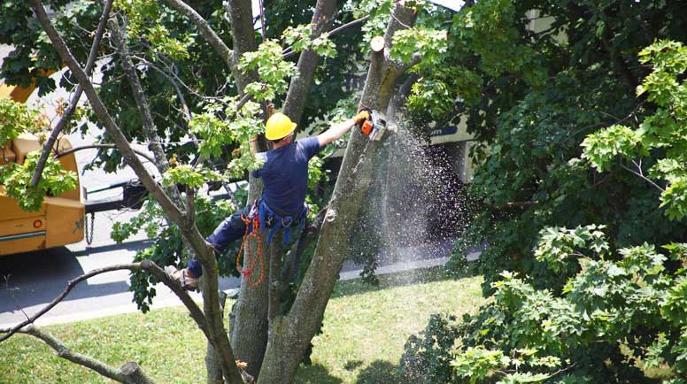Worker-cutting-a-tree-branch-with-a-chainsaw-000038260056_Large.jpg