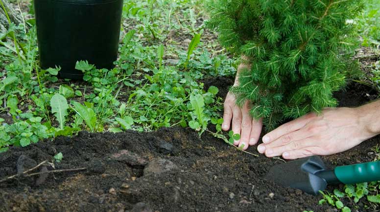 Close-Up-of-Tree-Planting-000006541338_Large.jpg