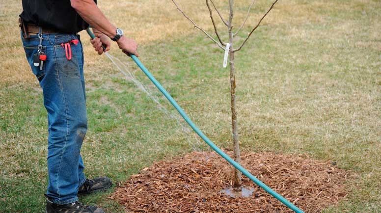 The Correct Way To Water Your Trees