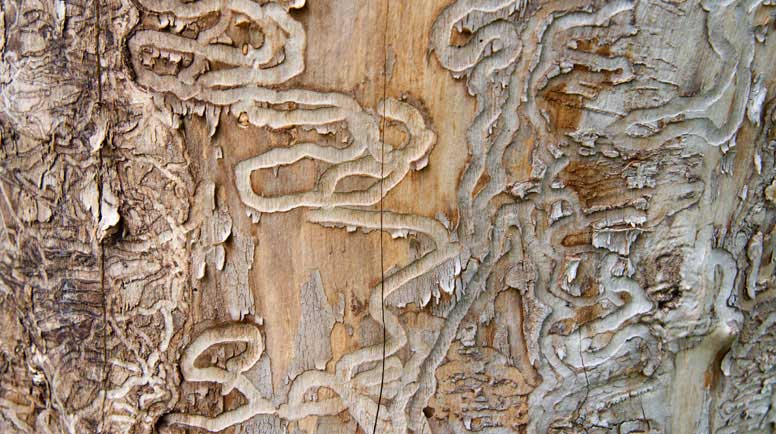 Emerald-Ash-Borer-Traces-on-a-Dead-Tree-Trunk-000012923961_Large.jpg