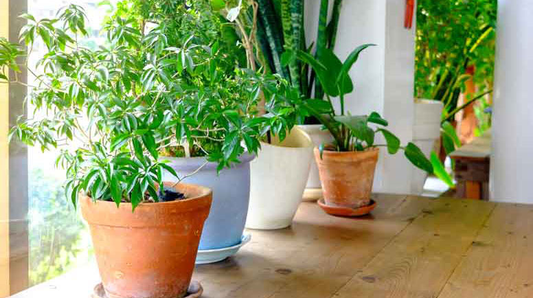 Plant-pot-displayed-in-the-window-000072967207_Large.jpg