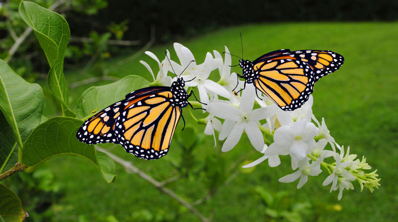 Two-Monarch-butterflies-000026772906_Large.jpg