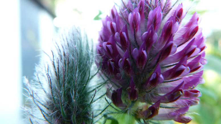 Agastache Rugosa