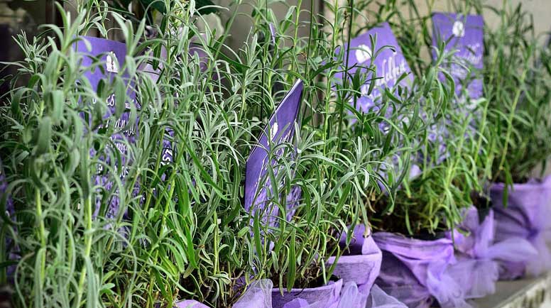 Lavandula multifida