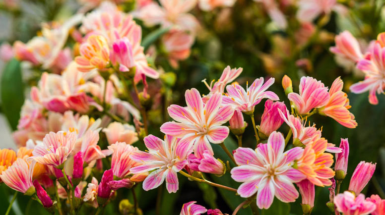 Lewisia cotyledon 'Sunset Strain'