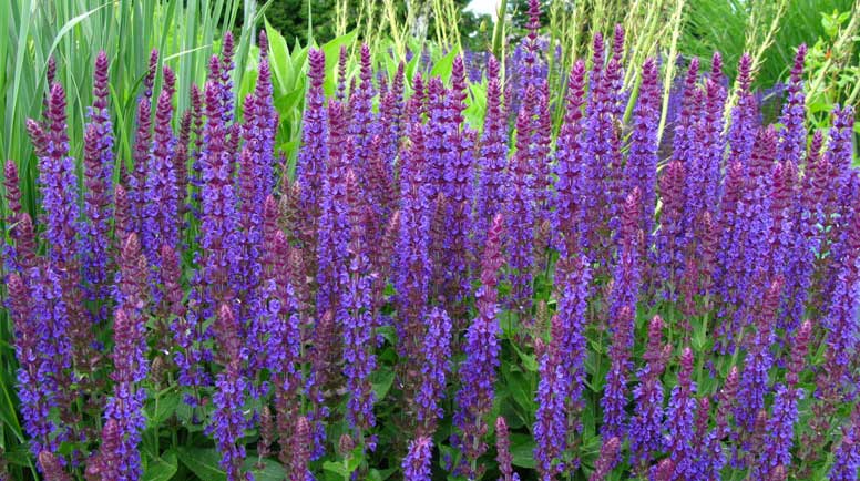 Salvia clevelandii