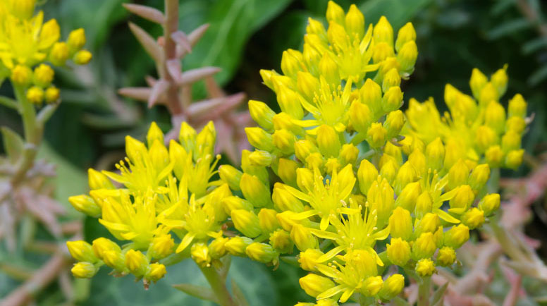 Sedum rupestre 'Angelina'