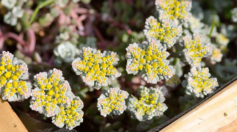 Sedum spathulifolium ‘Cape Blanco’