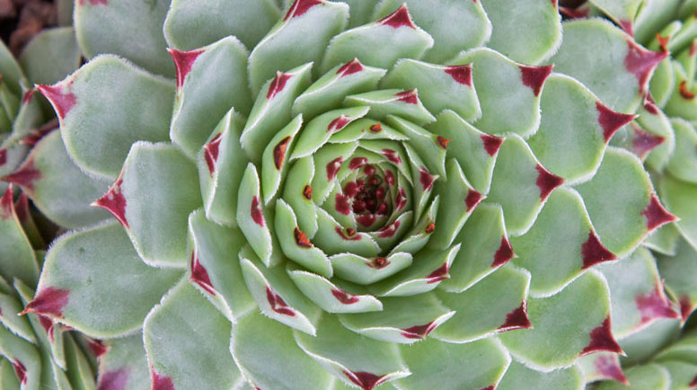 Sempervivum