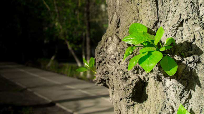 Fresh-Green-Tree-Shoots-000065164259_Large.jpg