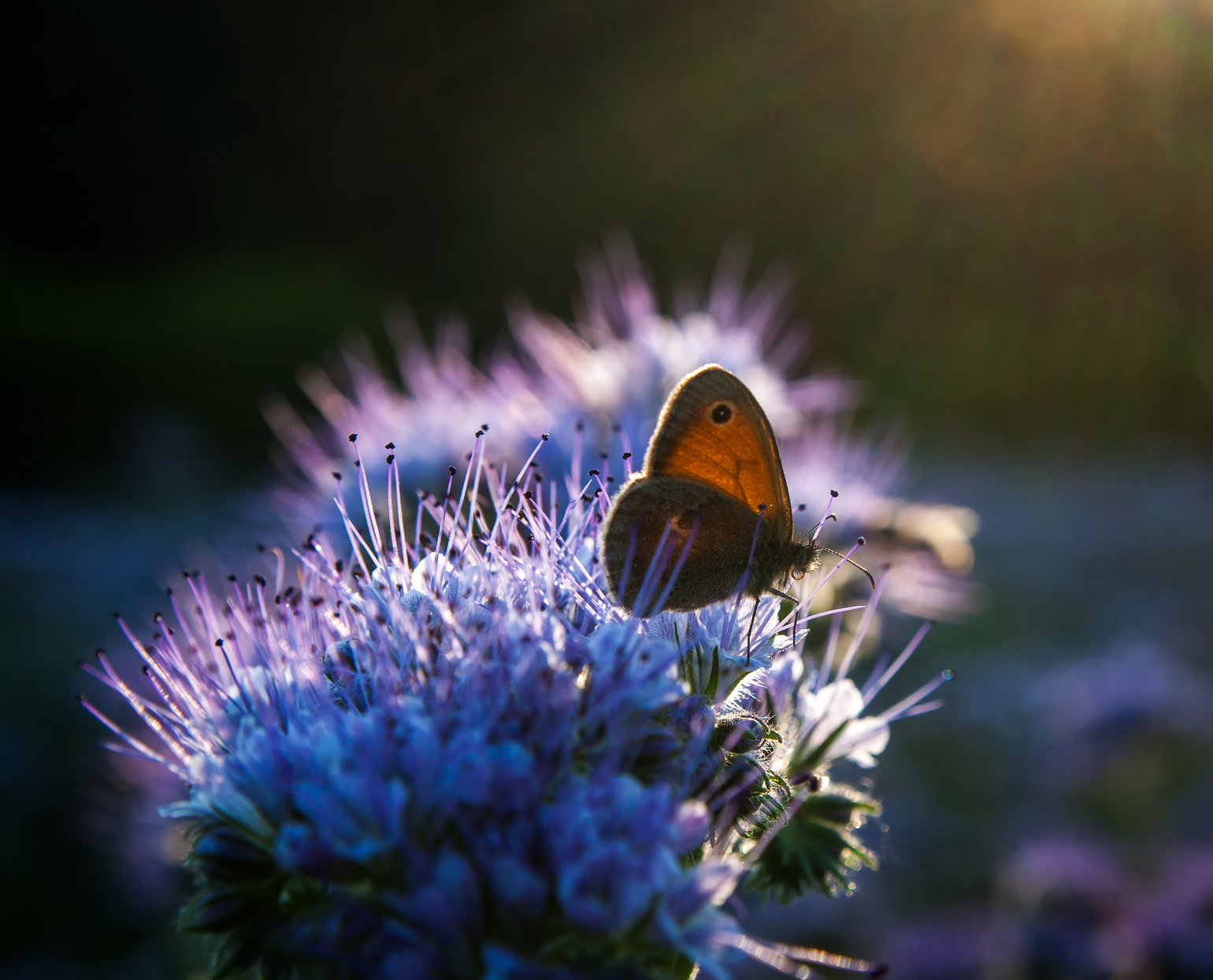 Butterfly-on-Phacelia-Tanacetifolia-Flower-at-sunset-000066439595_Medium.jpg