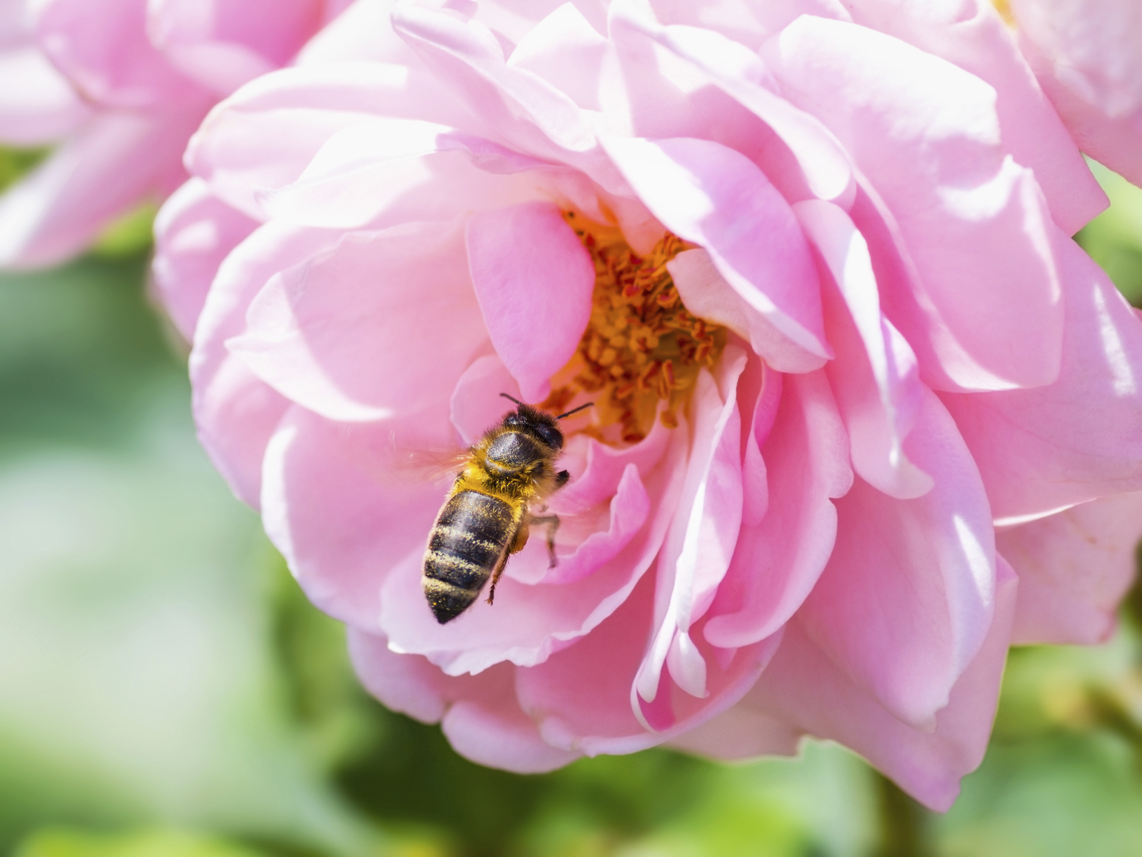 Honeybee-Pollinating-Pink-Rose-000089689433_Medium.jpg