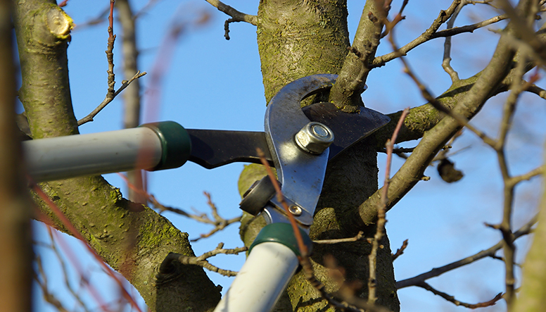 Plant pruning