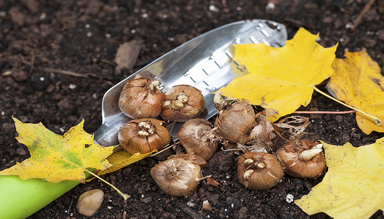 Planting bulbs for spring