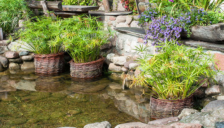 pond with baskets of plants.jpg