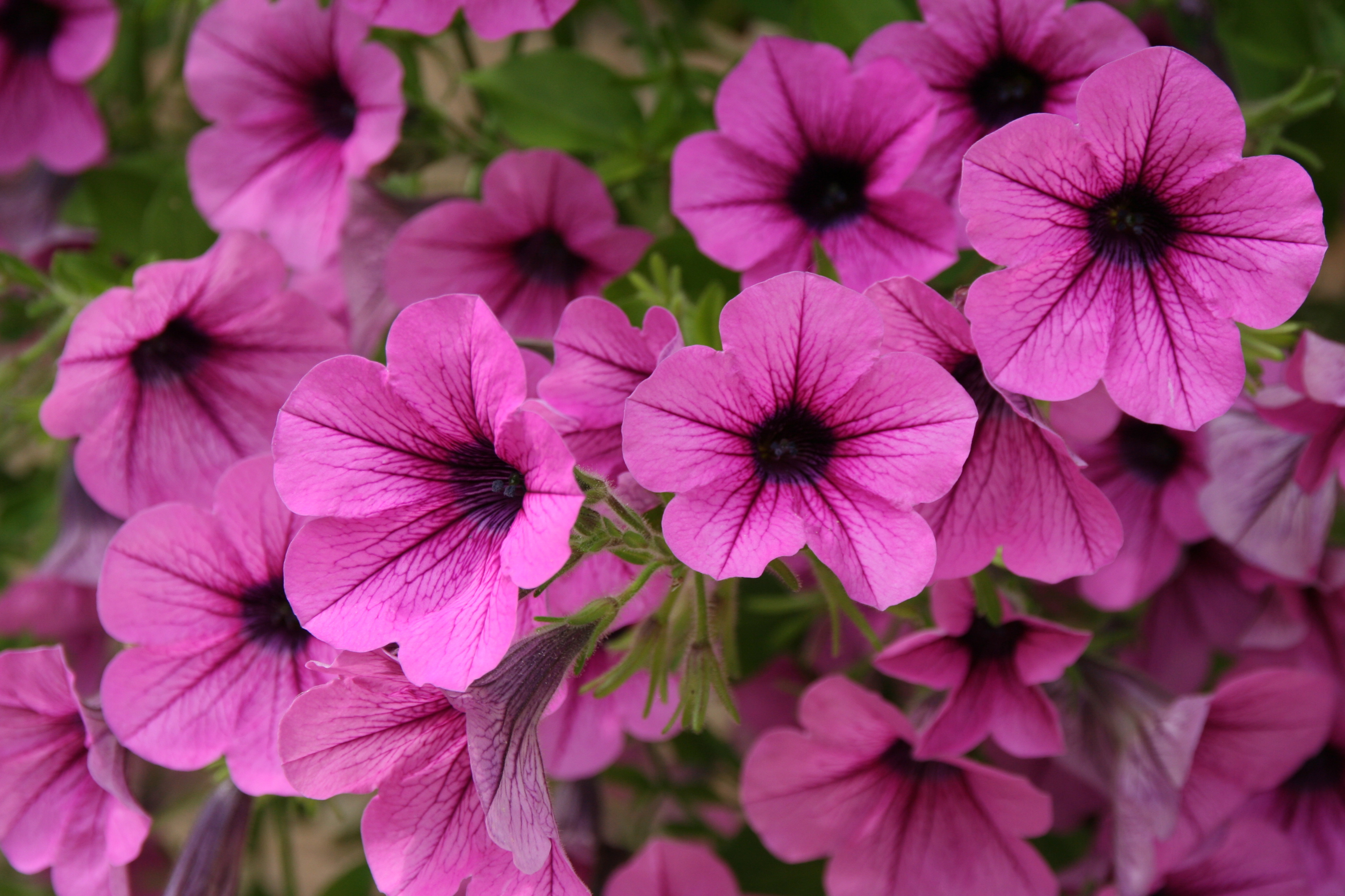 Pink Blooming Annuals