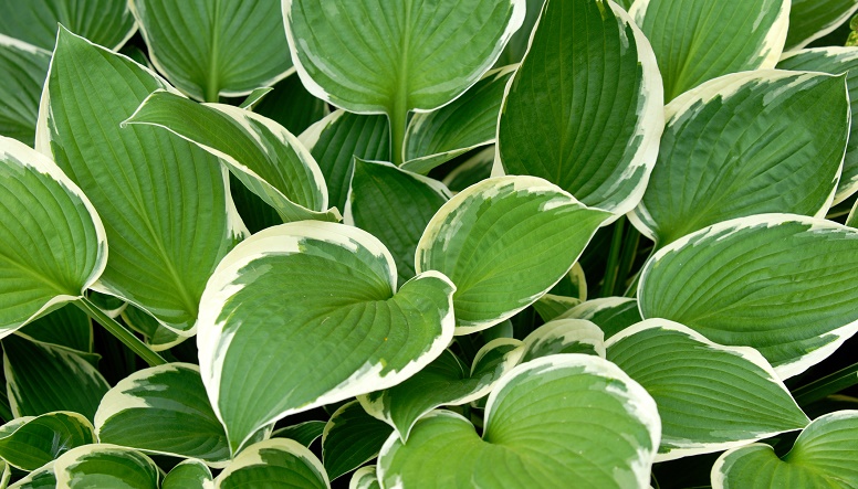 patterns in plants